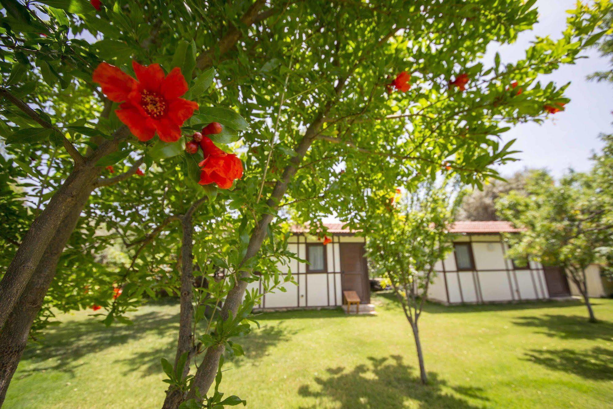 Bal Badem Bungalow Datça Exteriör bild